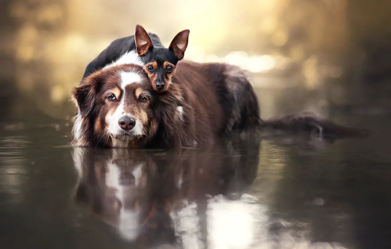 Фото обои собаки, вода, парочка, друзья