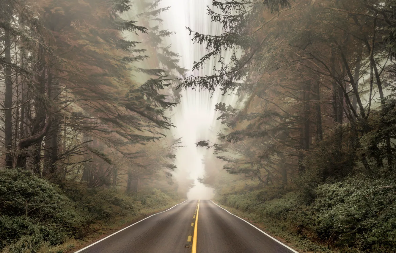 Фото обои forest, road, landscapes, fog, bushes, blur, asphalt, distortion, 4k ultra hd background, "Time-Lapse Photography", markings