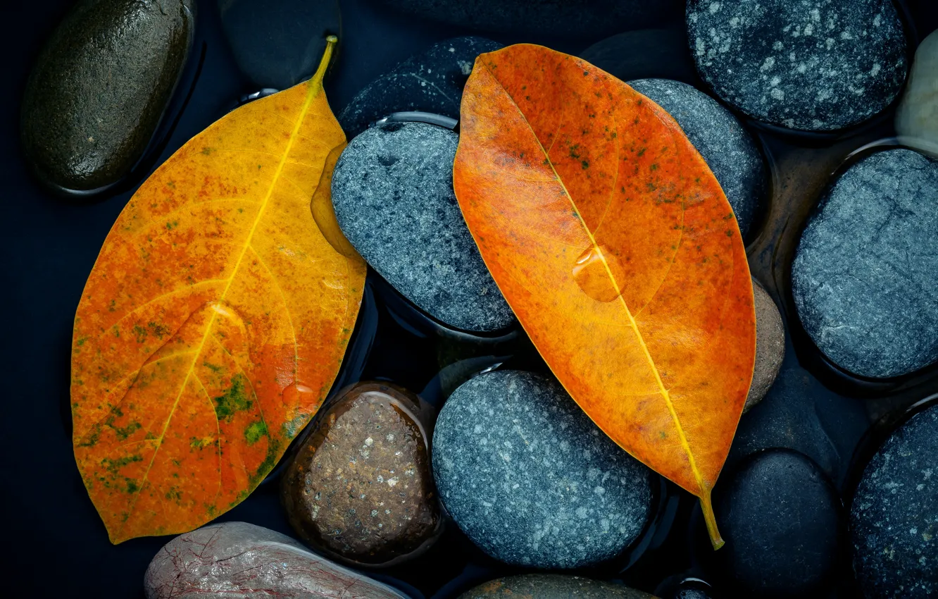 Фото обои осень, листья, камни, желтые, yellow, stone, autumn, leaves, осенние
