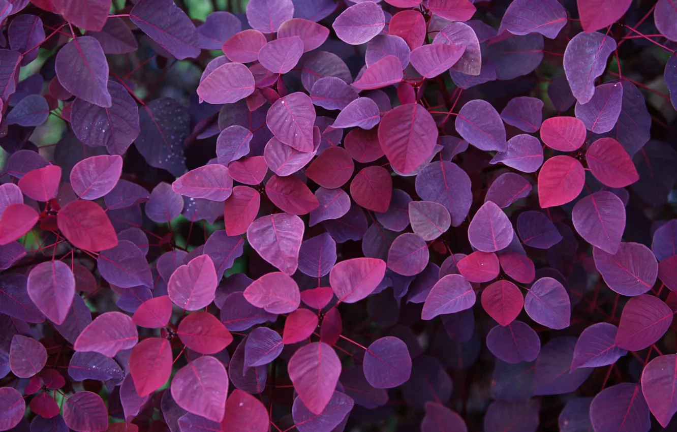 Фото обои Nature, Purple, Wallpaper, Foliage