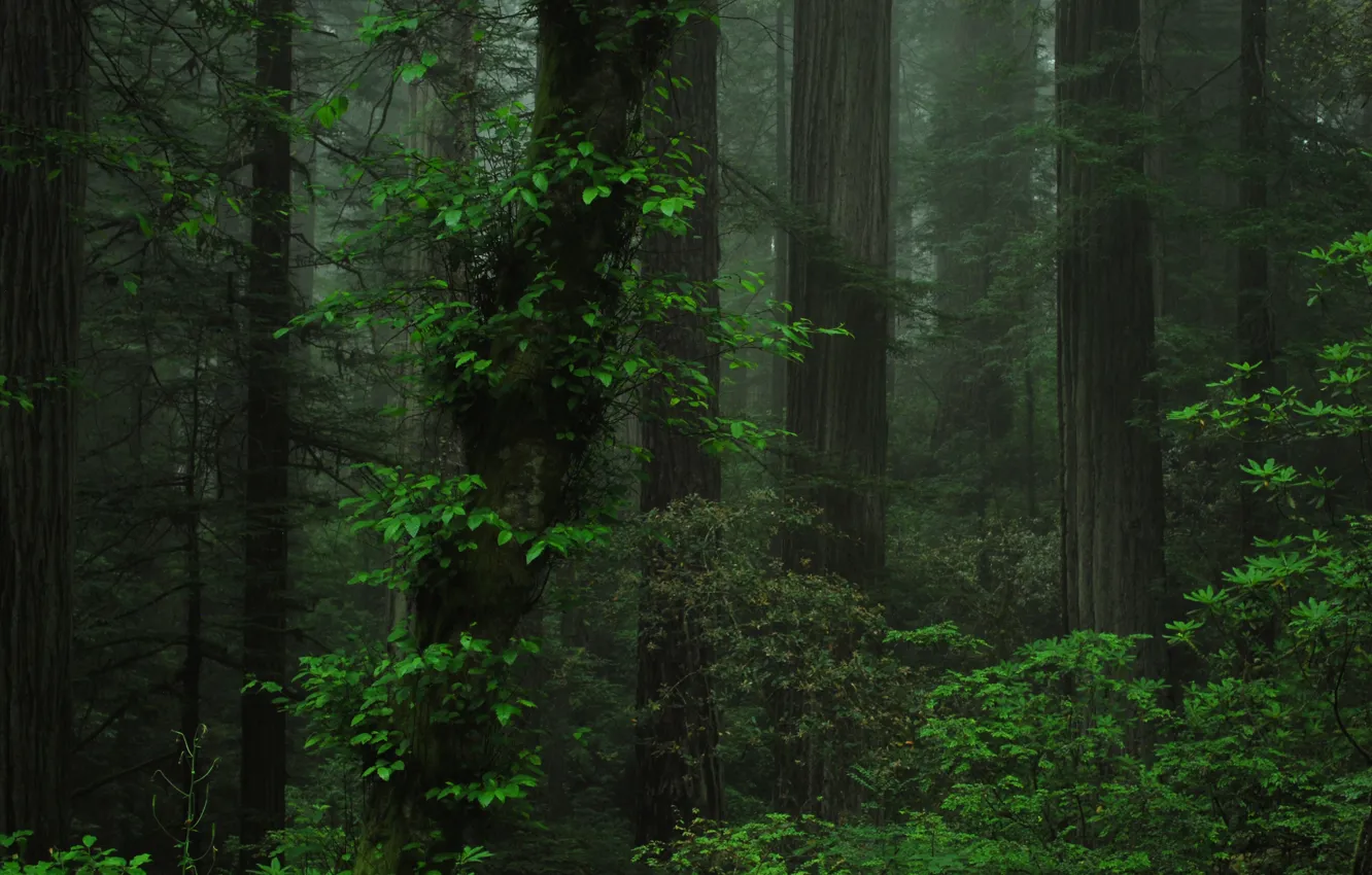 Фото обои лес, деревья, природа, Орегон, USA, США, Oregon
