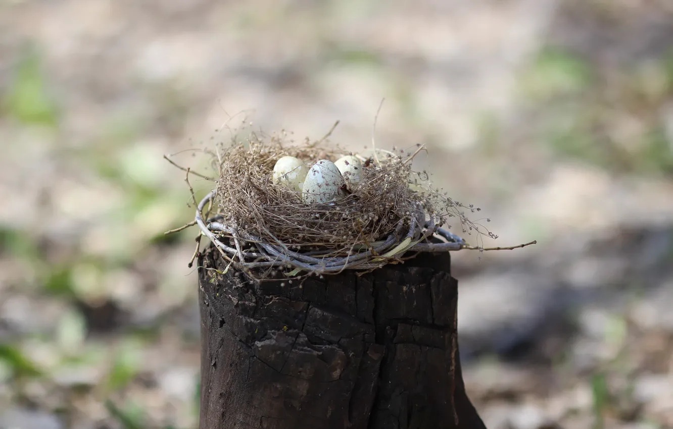 Фото обои фон, пень, яйца, гнездо