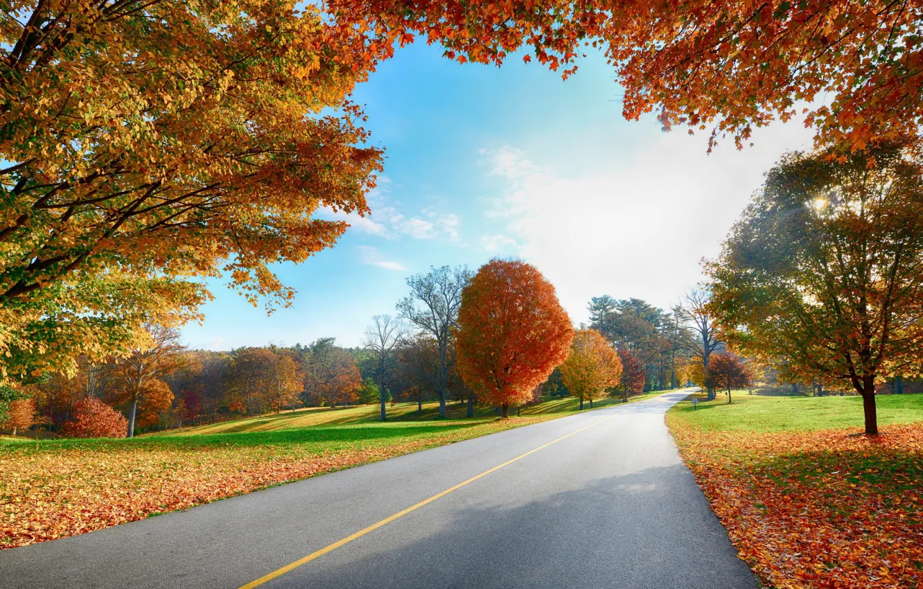 Фото обои листопад, солнечный день, осенние деревья, асфальтовая дорога