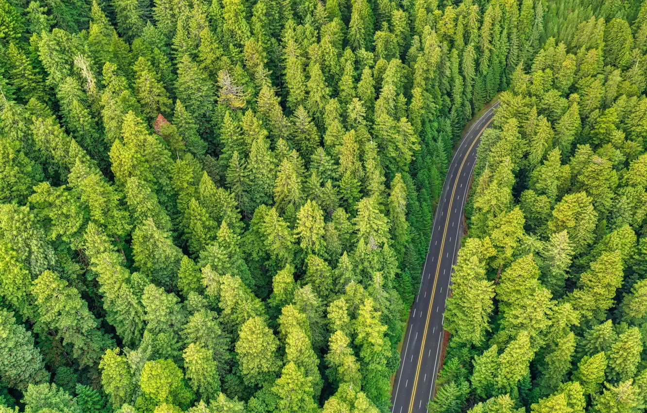 Фото обои дорога, лес, деревья, природа, сосны, вид сверху