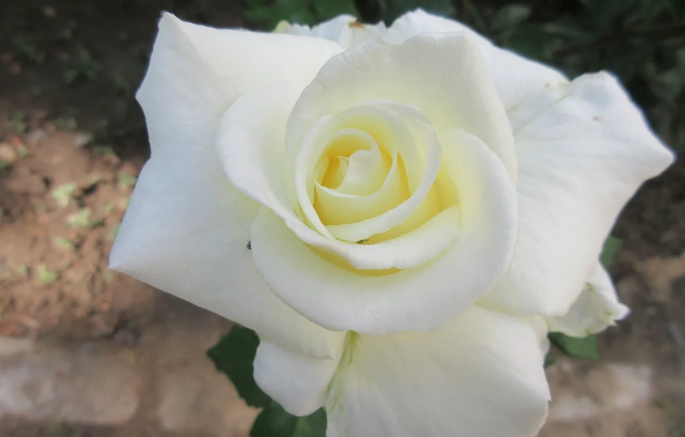 Фото обои Роза, Цветок, Белая роза, Meduzanol ©, Лето 2018