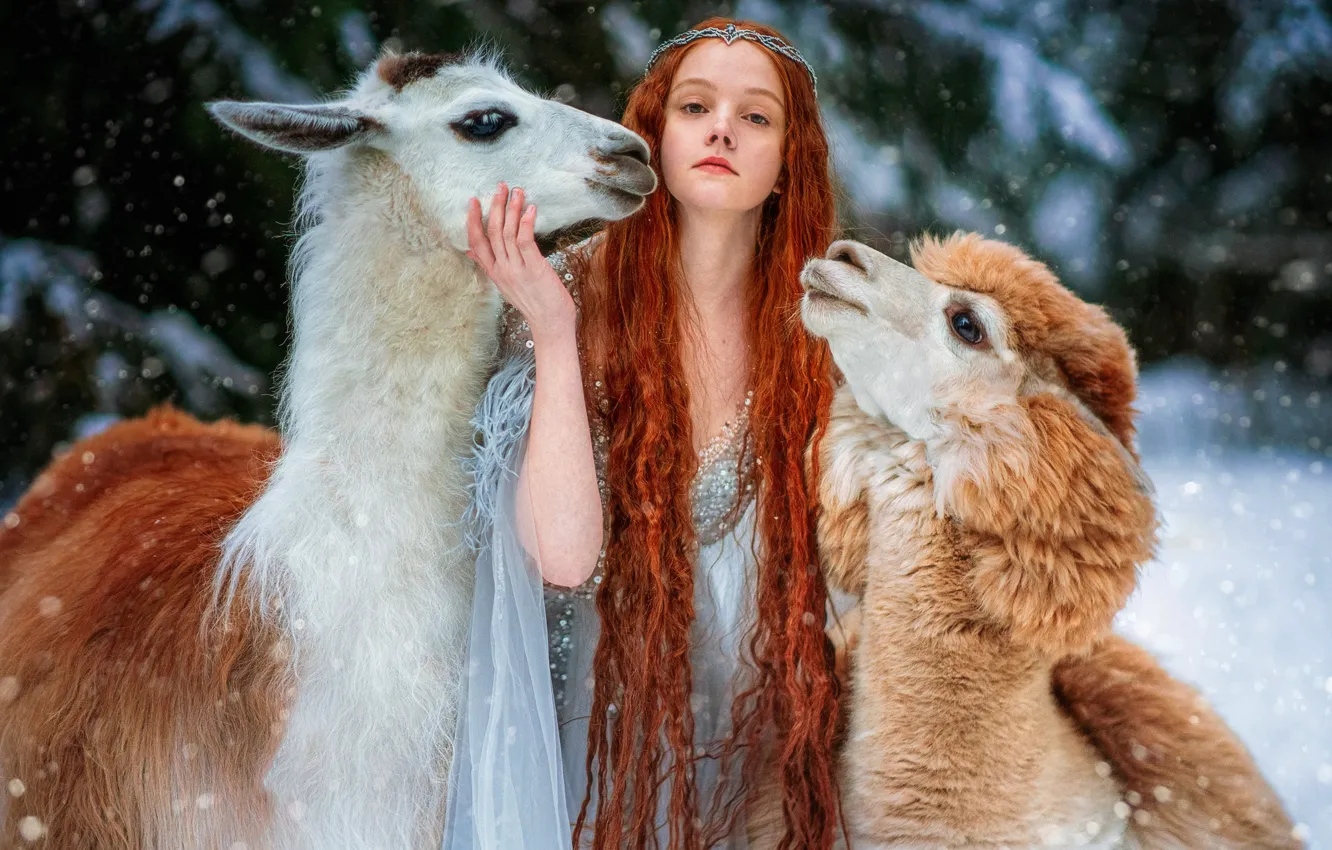 Фото обои девушка, поза, рыжая, рыжеволосая, длинные волосы, лама, альпака, Александра Савенкова, Дарья Щербакова