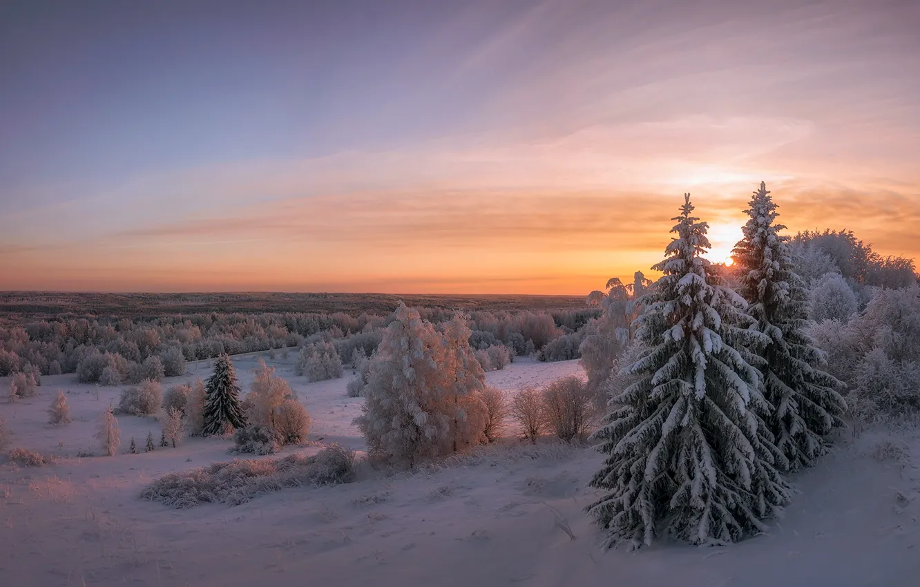 Фото обои зима, снег, деревья, пейзаж, закат, природа, ели, леса, Архангельская область
