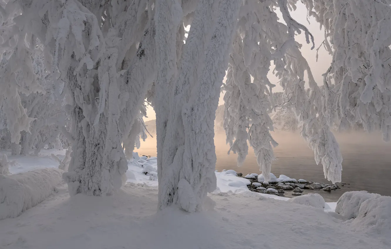 Фото обои зима, снег, деревья, природа, река, берег, мороз, наледь, Енисей, Марина Фомина