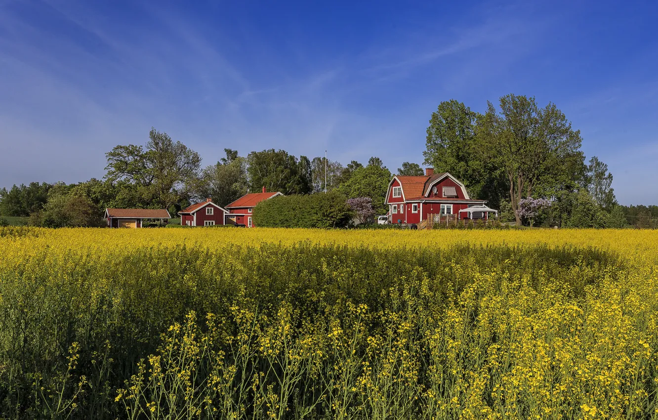 Фото обои поле, лето, небо, домики, Швеция, рапс
