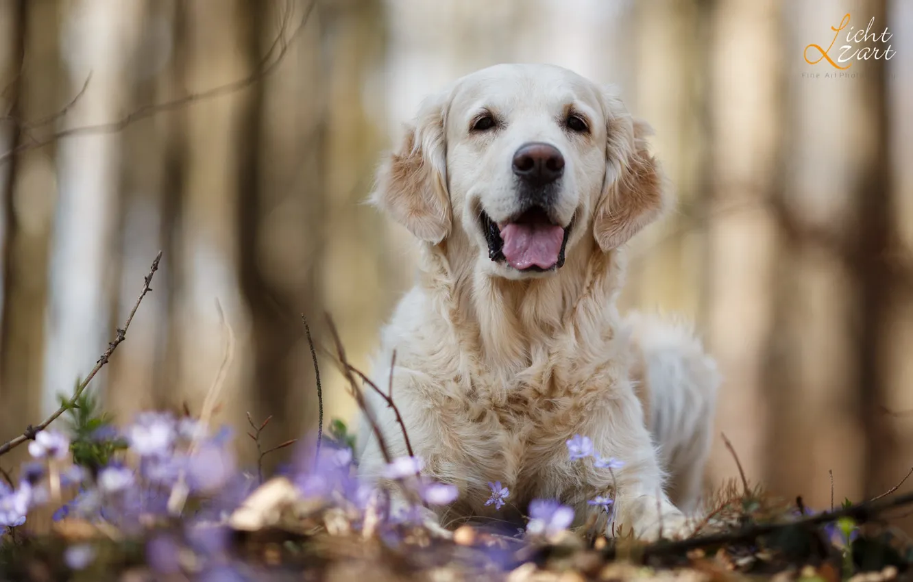 Фото обои ветки, природа, животное, собака, весна, первоцветы, пёс, ретривер