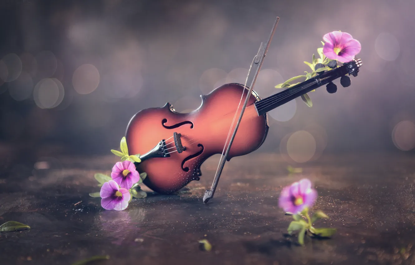 Фото обои цветы, скрипка, смычок