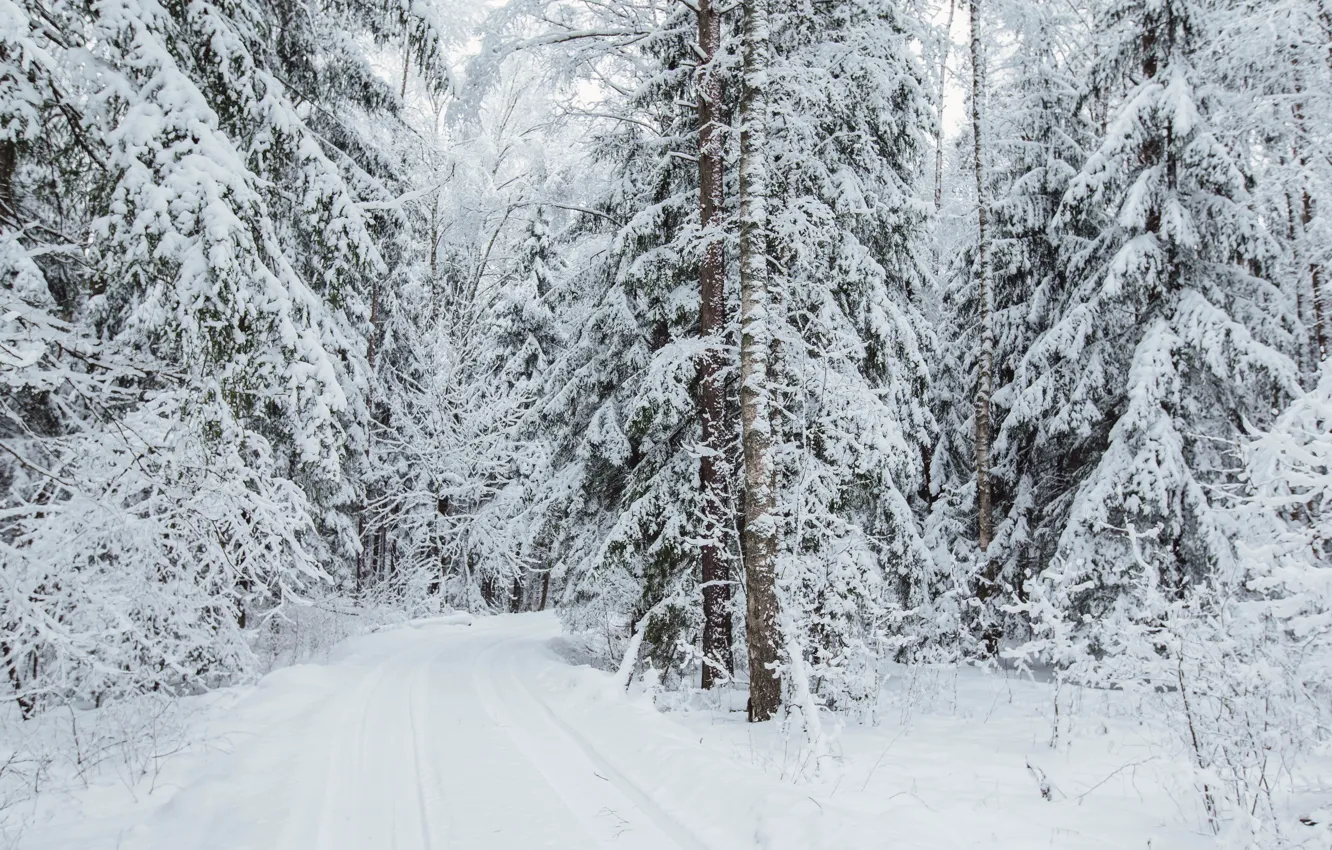 Фото обои зима, дорога, лес, снег, пейзаж, пасмурно, снегопад, зимний лес, зимняя дорога