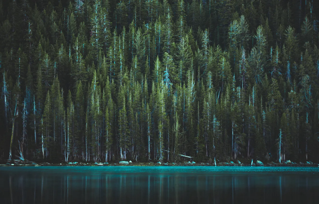 Фото обои лес, деревья, озеро, сша, йосемитский национальный парк