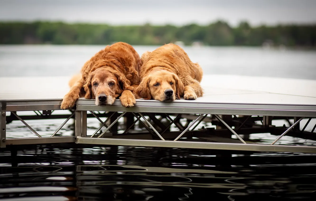 Фото обои собаки, мост, друзья