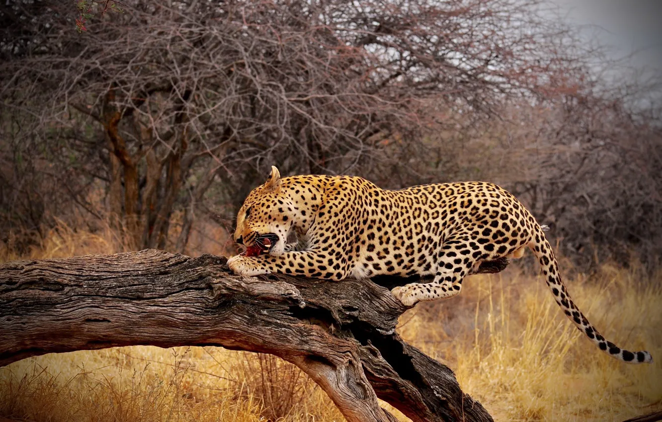 leopard trapeza dobycha vetki priroda derevo koriaga poza
