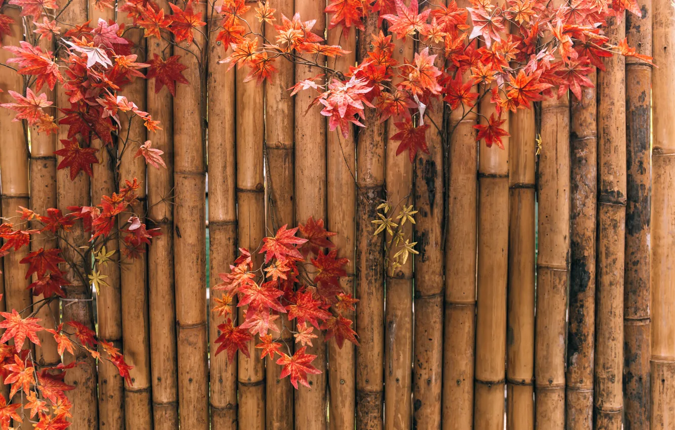 Фото обои осень, листья, фон, бамбук, colorful, клен, background, autumn, leaves, bamboo, осенние, maple