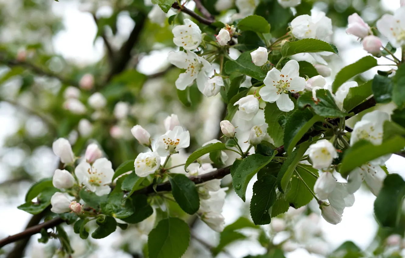 Фото обои цветы, фон, весна, яблоня