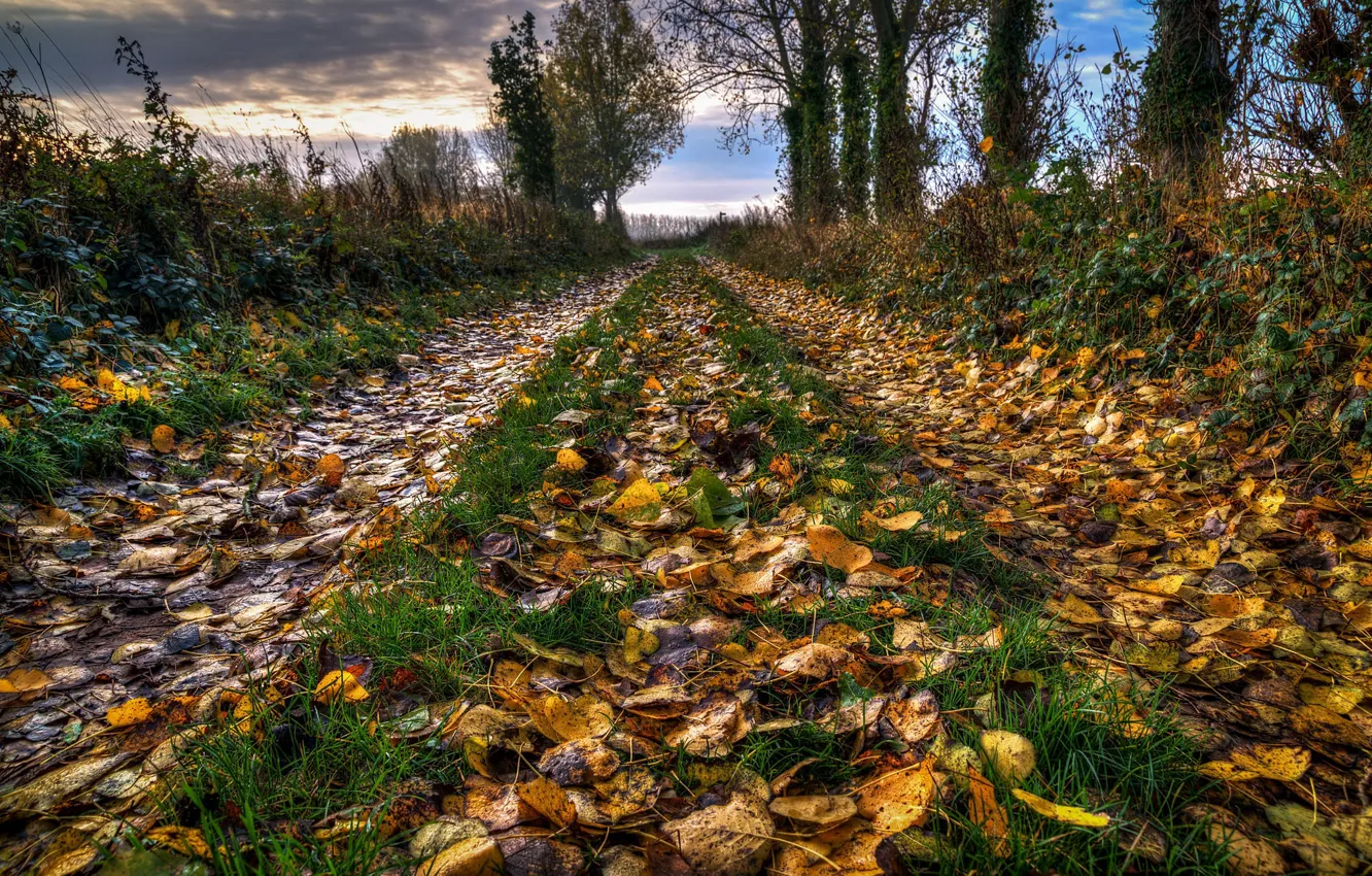 Фото обои дорога, листья, природа