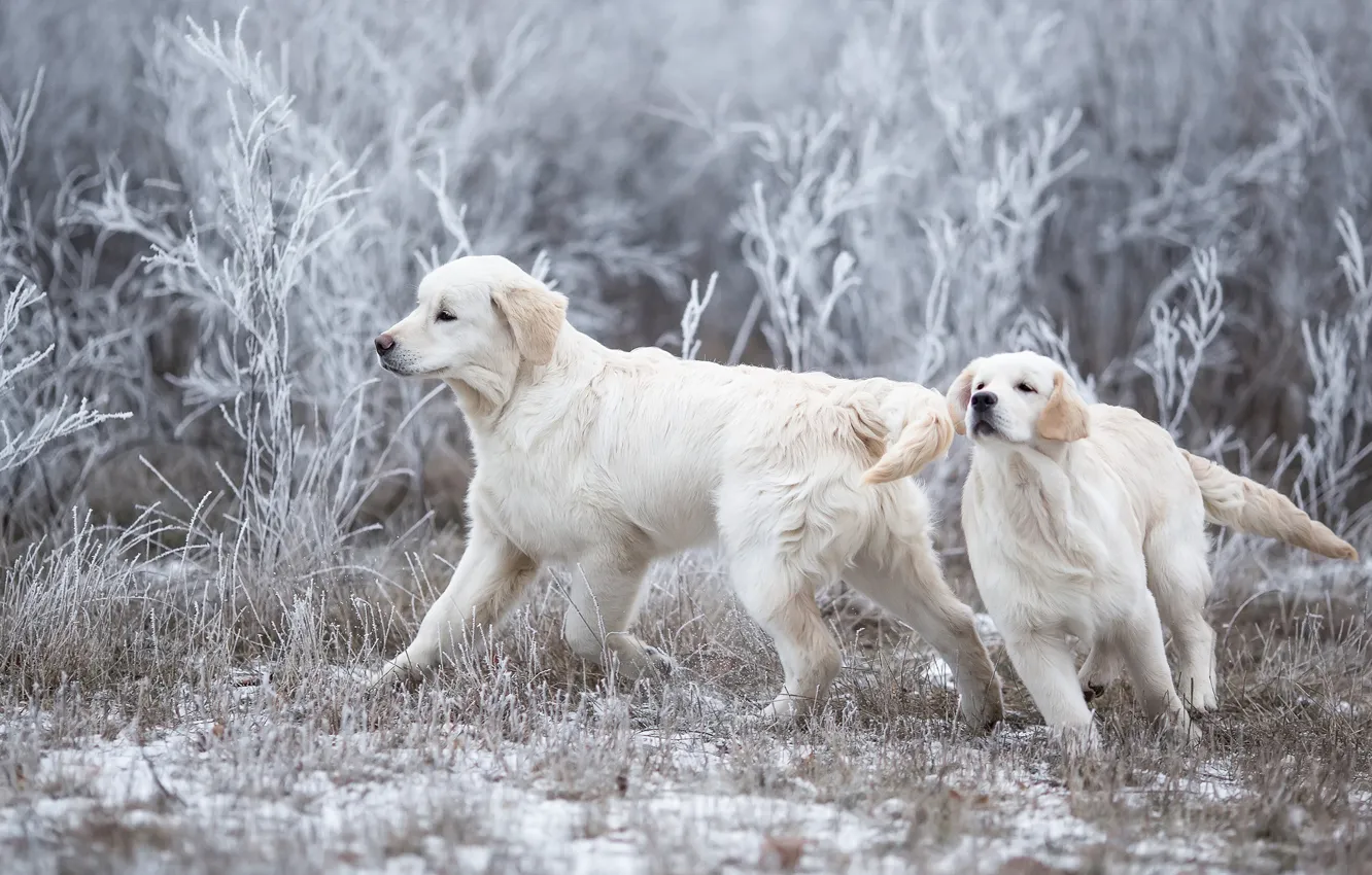 Фото обои зима, иней, собаки, трава, снег, ветки, природа, поза, поляна, игра, две, щенки, бег, пара, белые, …