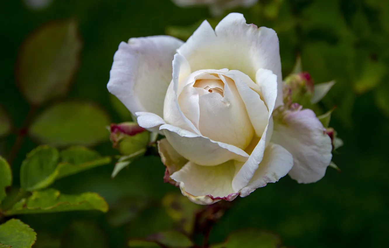 Фото обои размытый фон, белая роза, листья розы