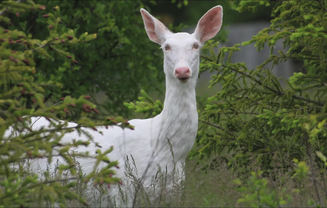 Фото обои animals, nature, albino, deer