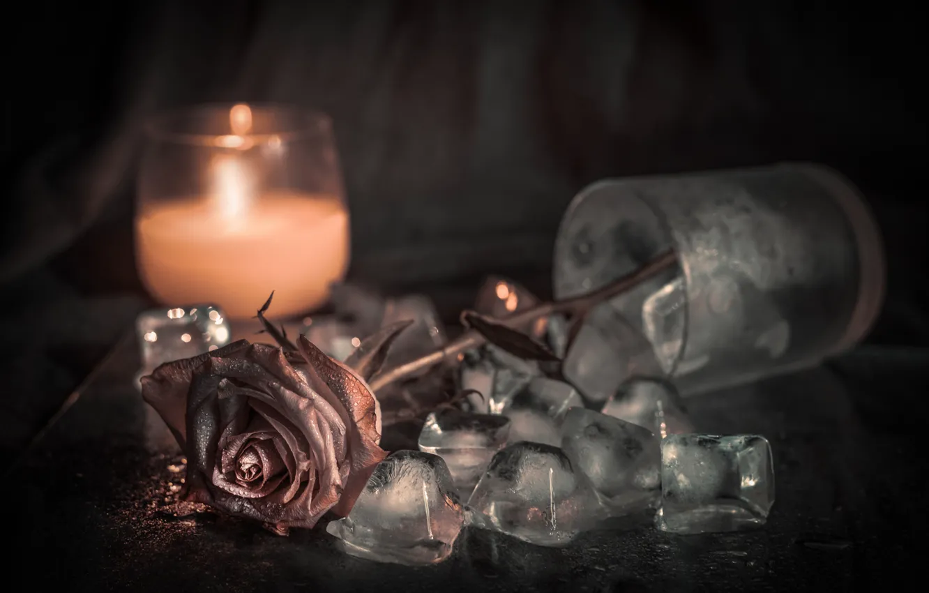 Фото обои цветок, стакан, роза, свеча, лёд