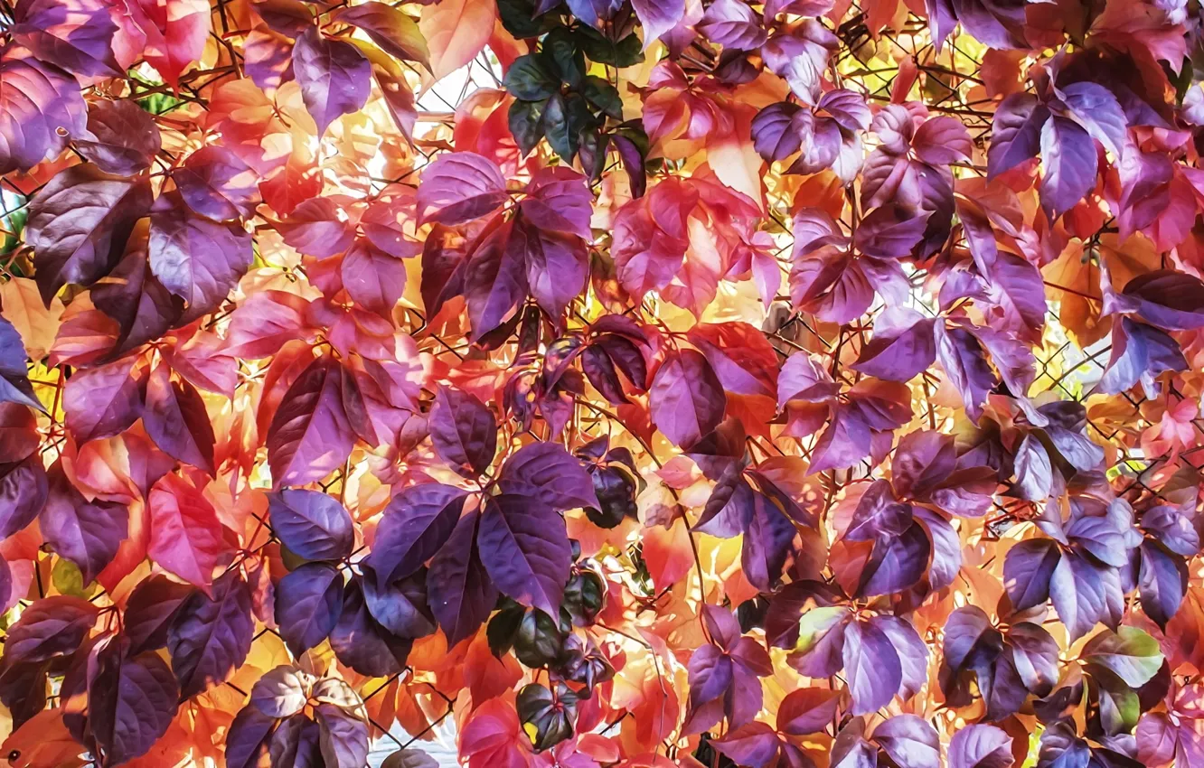 Фото обои осень, яркие краски, текстура, желтые, фиолетовые, красные, осенние листья, дикий виноград