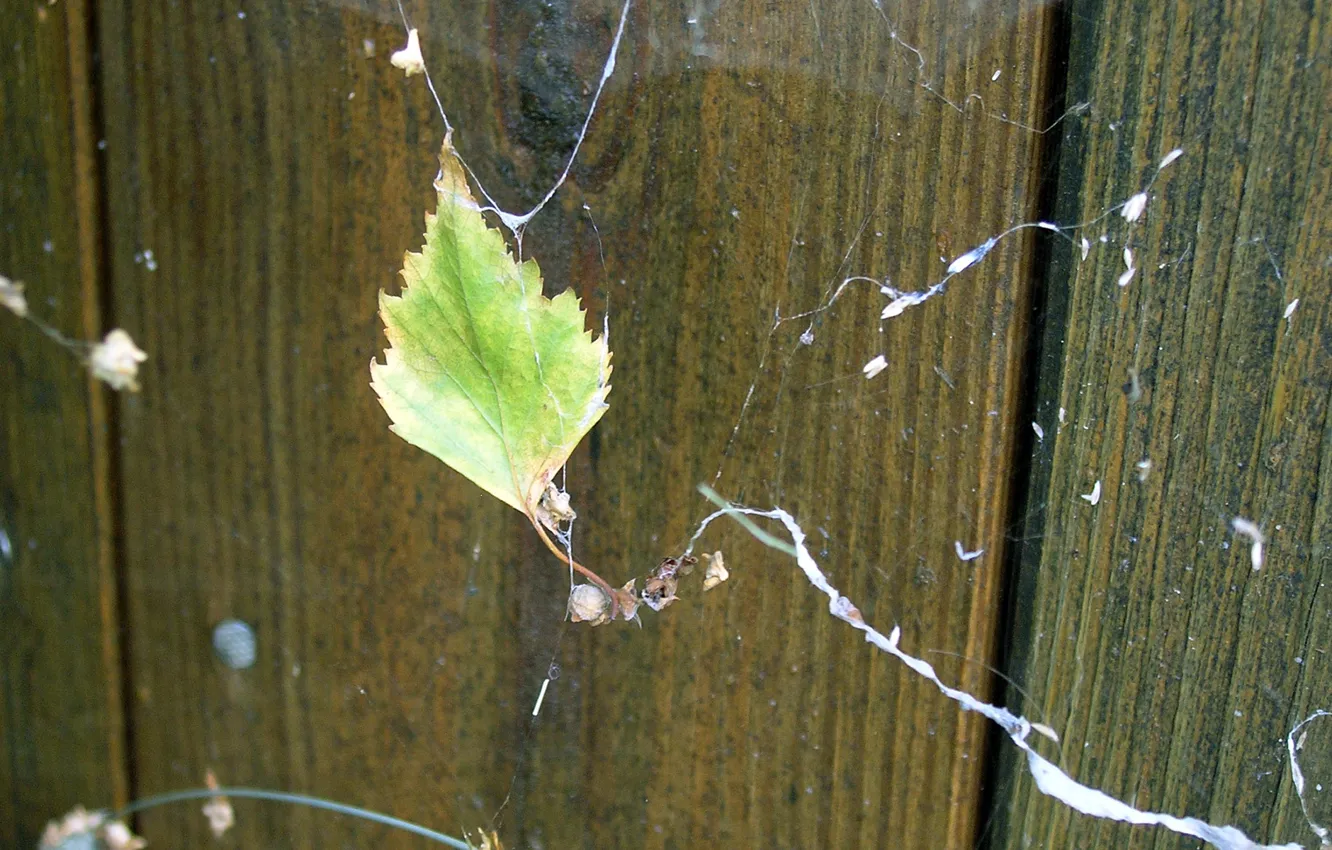 Фото обои лето, паутина, берёза, лист берёзы, сухой берёзовый лист