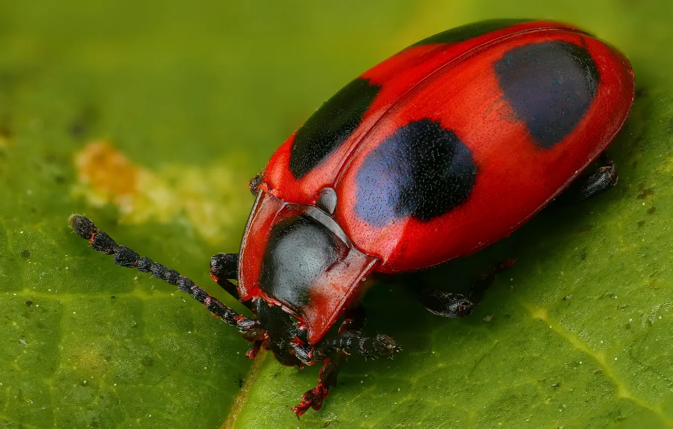 Фото обои макро, красный, зеленый, фон, листок, жук, насекомое, пятнистый