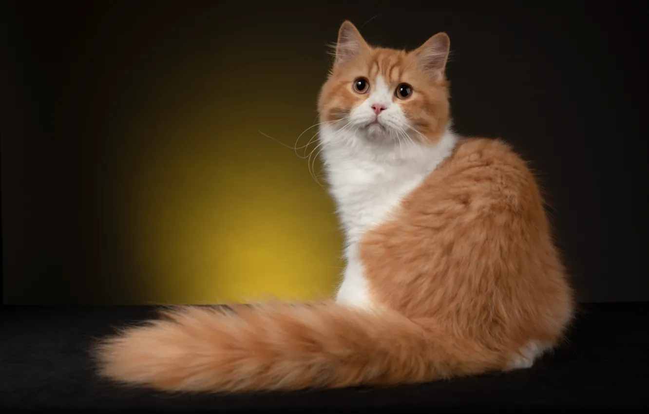 Фото обои кот, фон, пушистый, рыжий, хвост, Британская длинношёрстная кошка, Наталья Ляйс