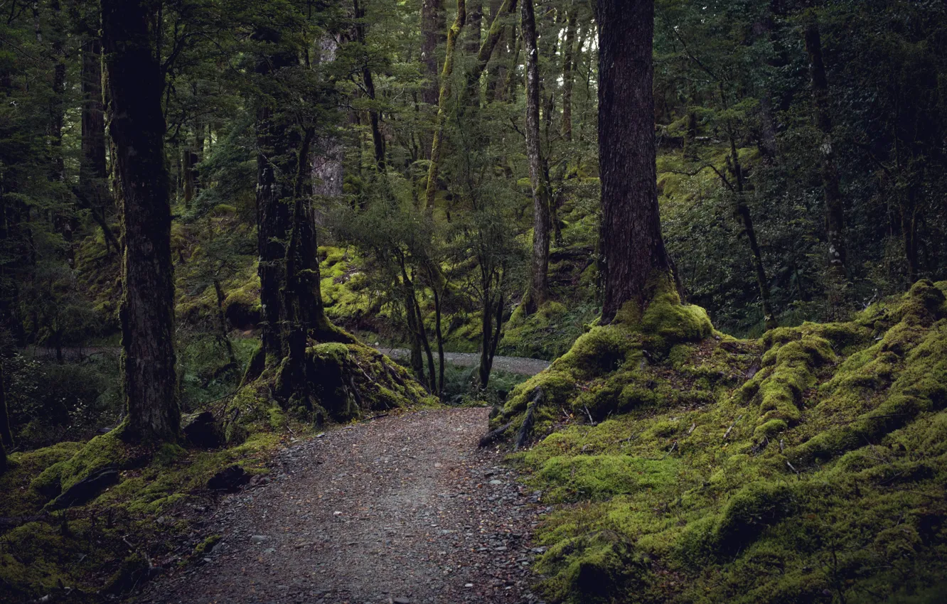 Фото обои лес, деревья, природа, мох, Новая Зеландия, тропинка, Routeburn Track