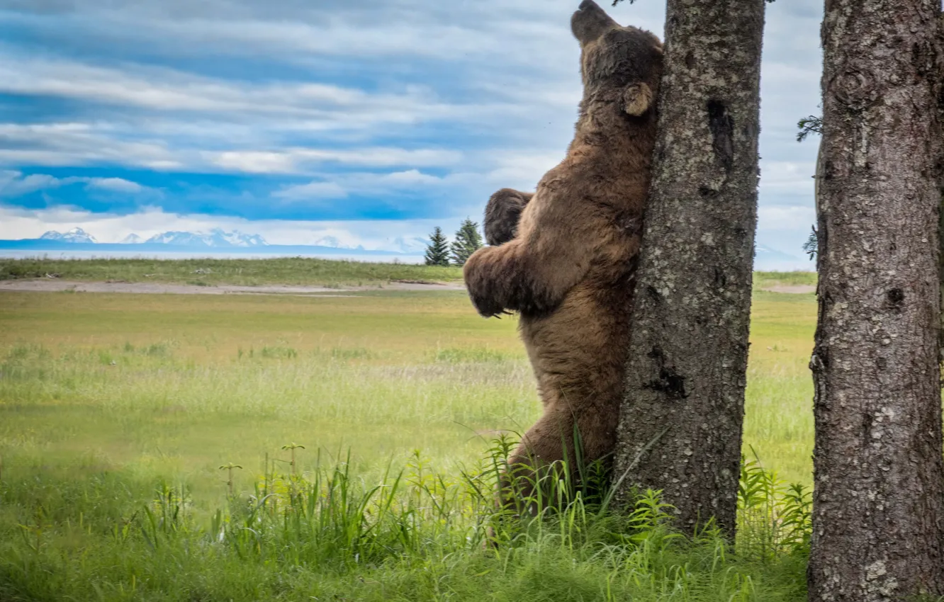 Фото обои трава, деревья, пейзаж, природа, животное, хищник, медведь, Аляска