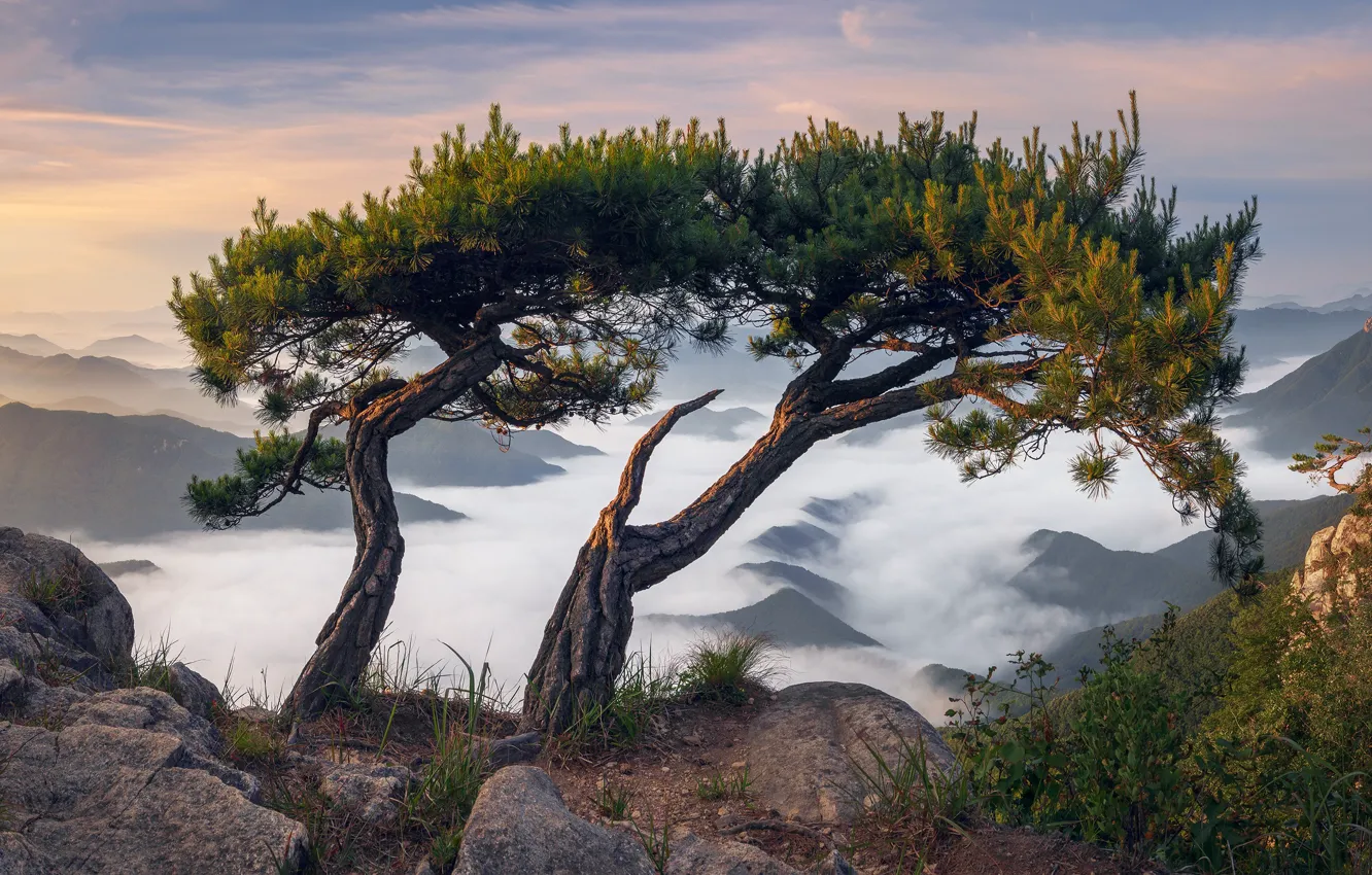 Фото обои облака, пейзаж, горы, природа, камни, дерево, утро, сосна, Южная Корея, Nathaniel Merz