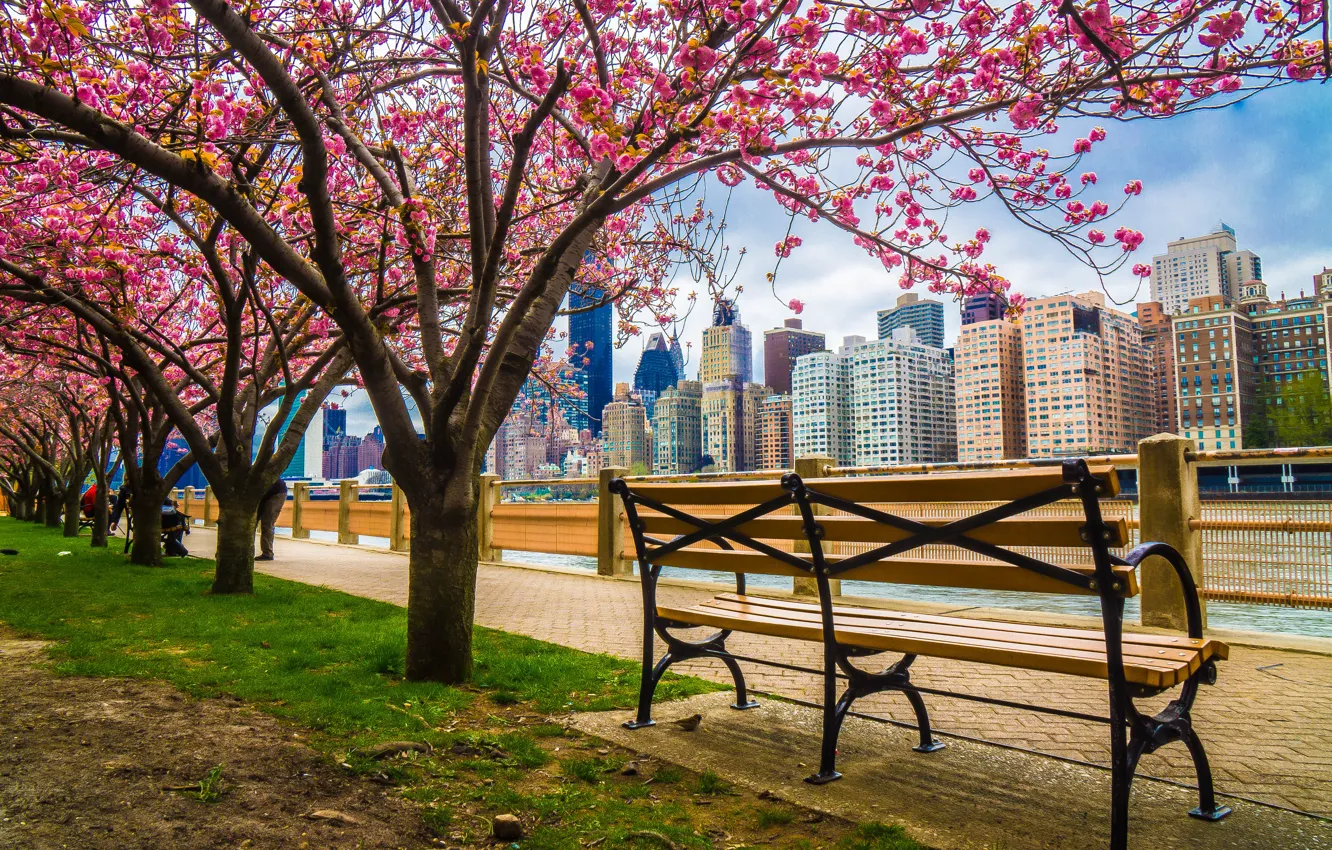 Фото обои деревья, город, здания, дома, весна, Нью-Йорк, США, скамейки, цветение, набережная, небоскрёбы, вишни
