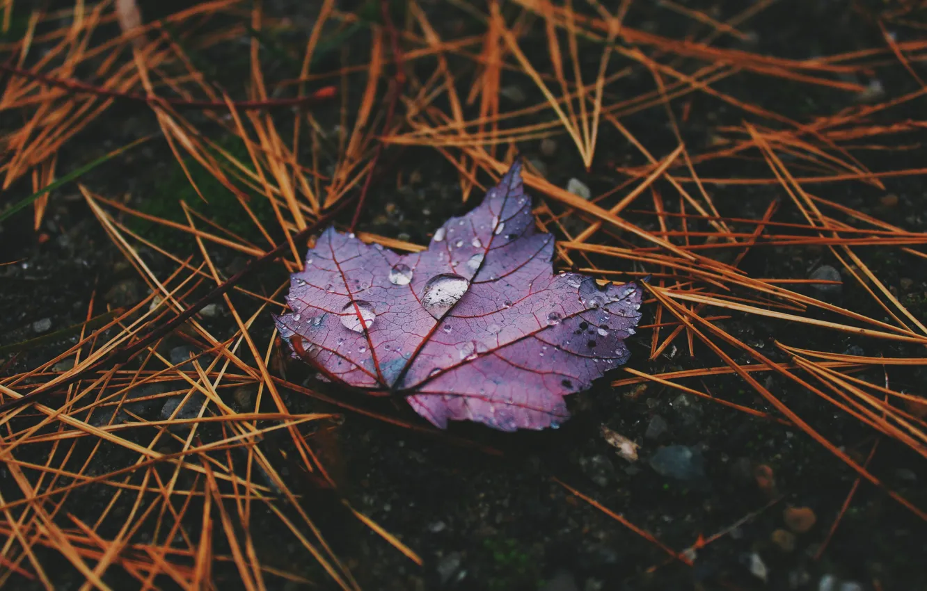 Фото обои природа, Макро, Лист, Осень, Роса, капли воды