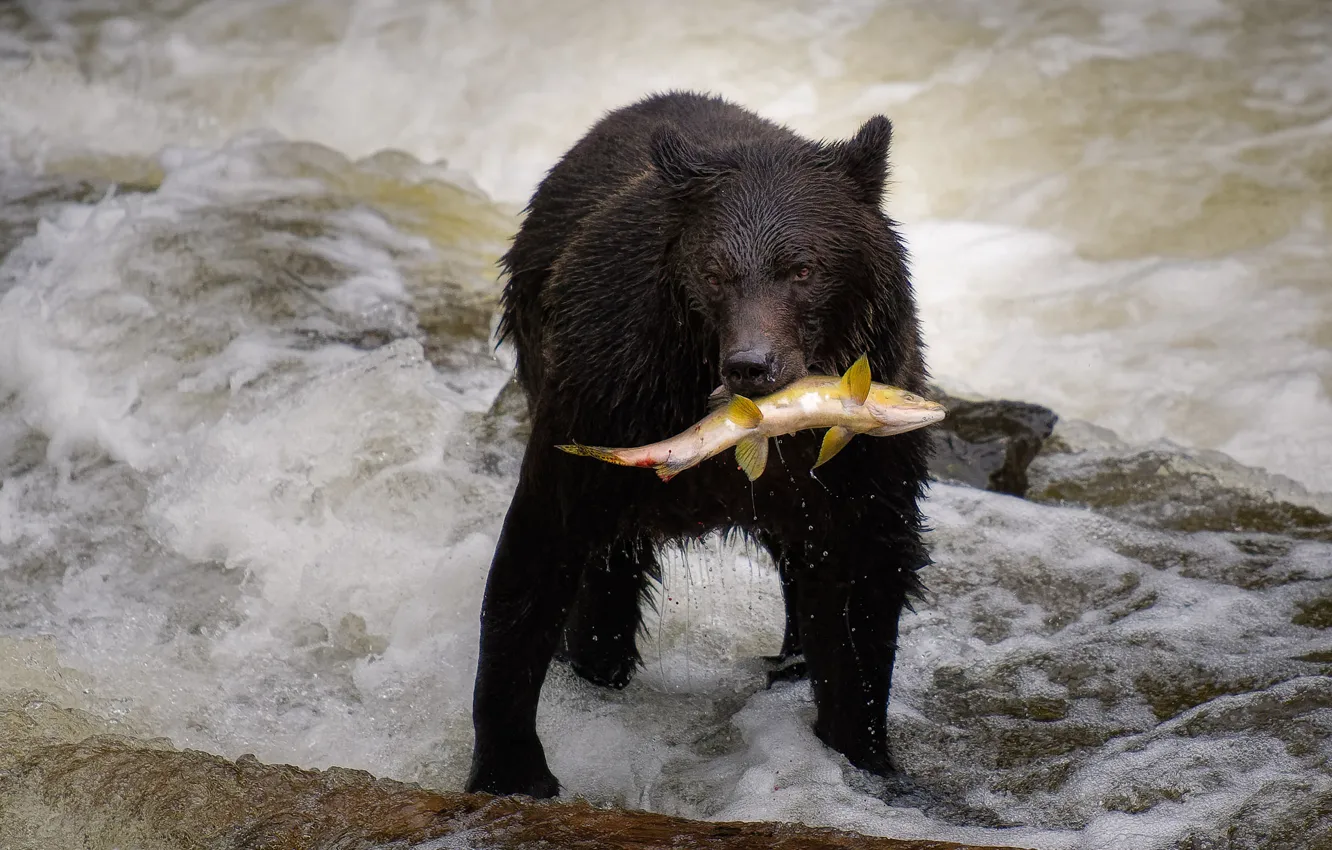 Фото обои рыба, медведь, водоем. 