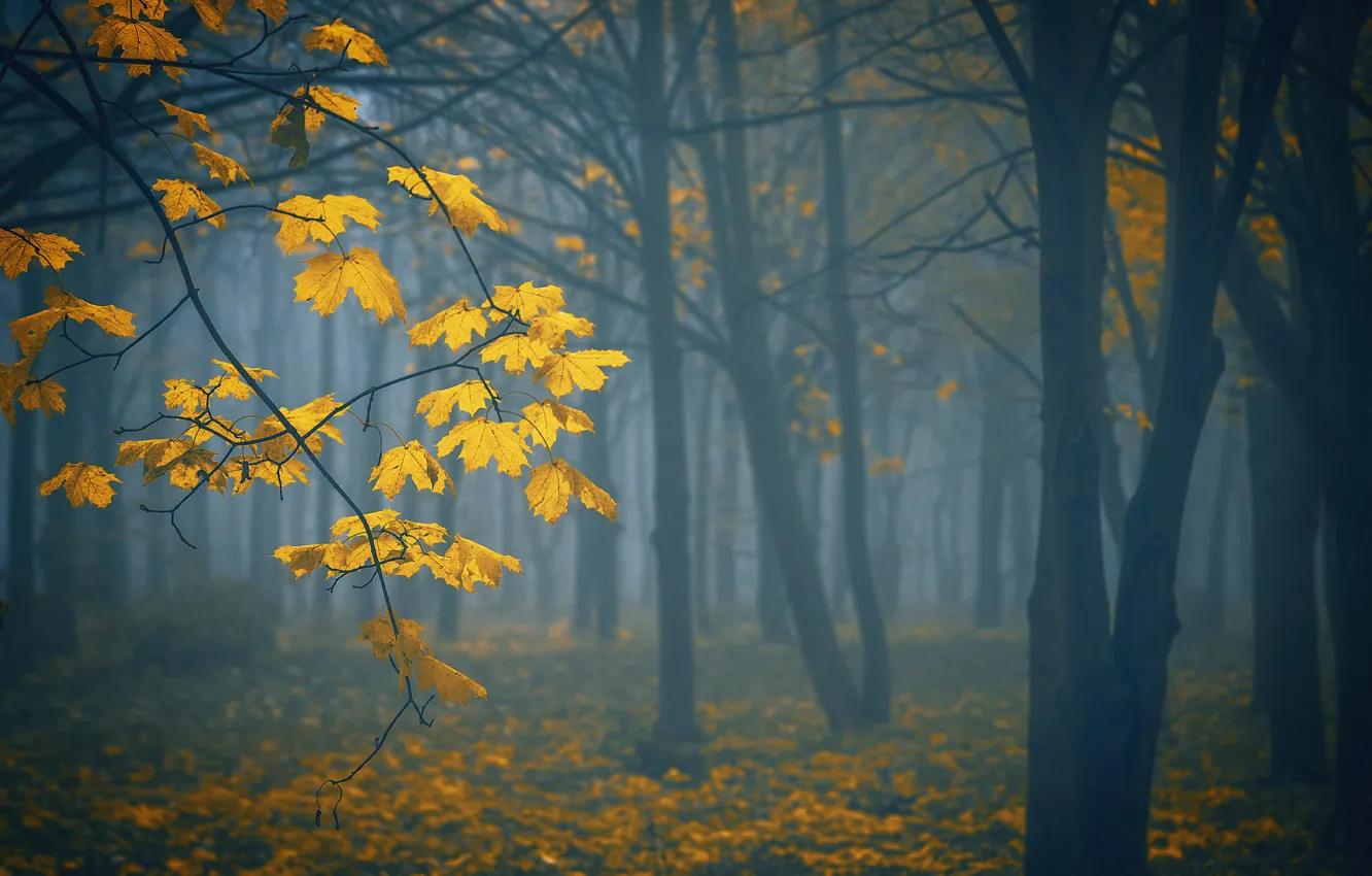 Фото обои осень, деревья, природа, туман