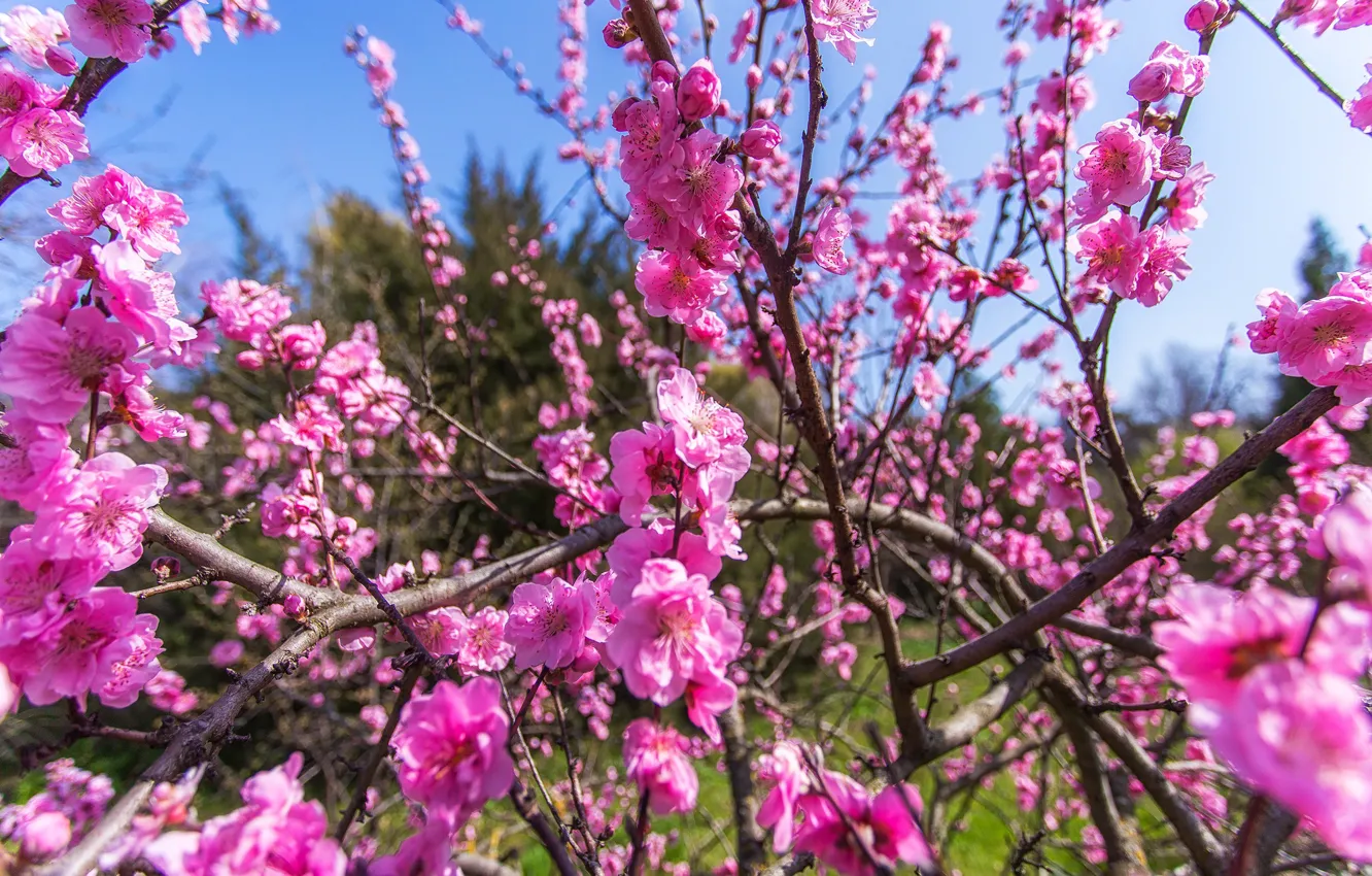 Фото обои ветки, природа, весна, цветение, персик, Краснодар, Павел Сагайдак
