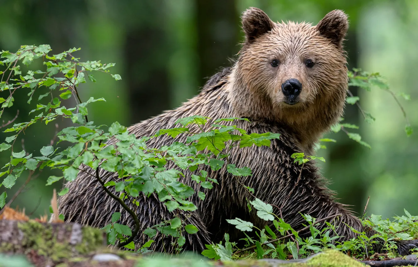 Фото обои взгляд, ветки, медведь, Топтыгин