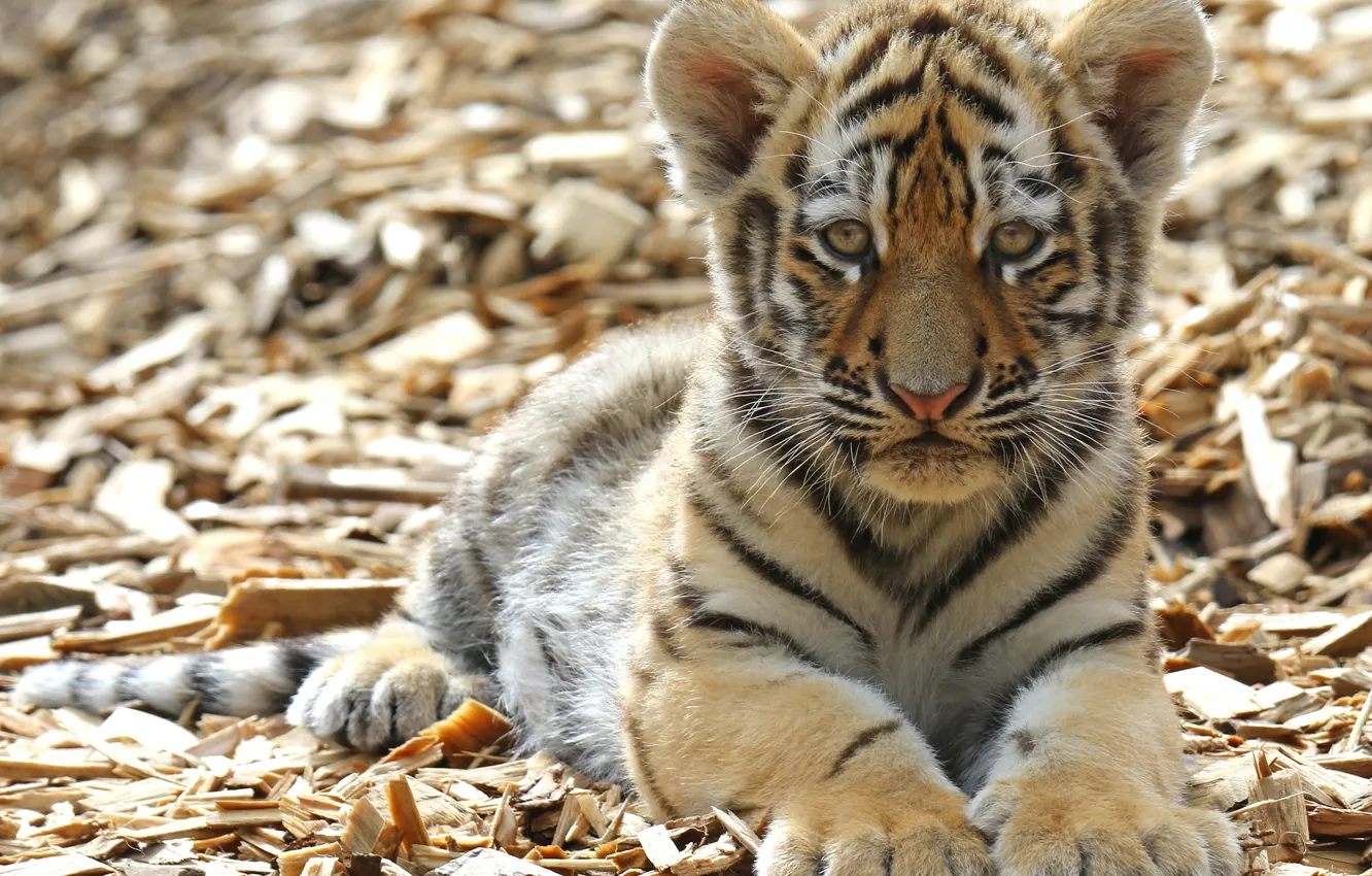 Фото обои взгляд, тигр, лапы, детёныш, котёнок, мордашка, дикая кошка, тигрёнок