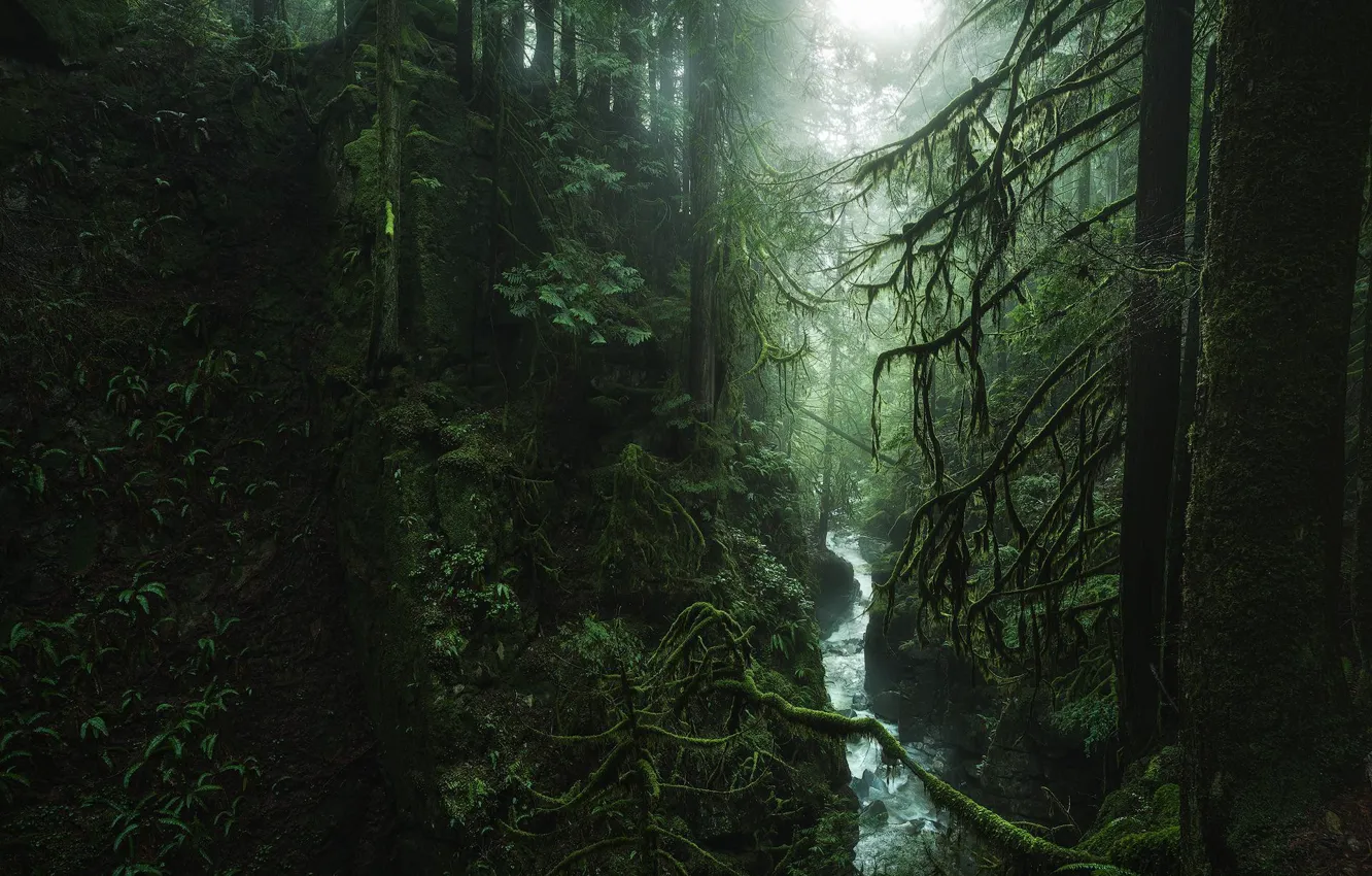 Фото обои лес, деревья, природа, Канада, речка, Вест-Ванкувер