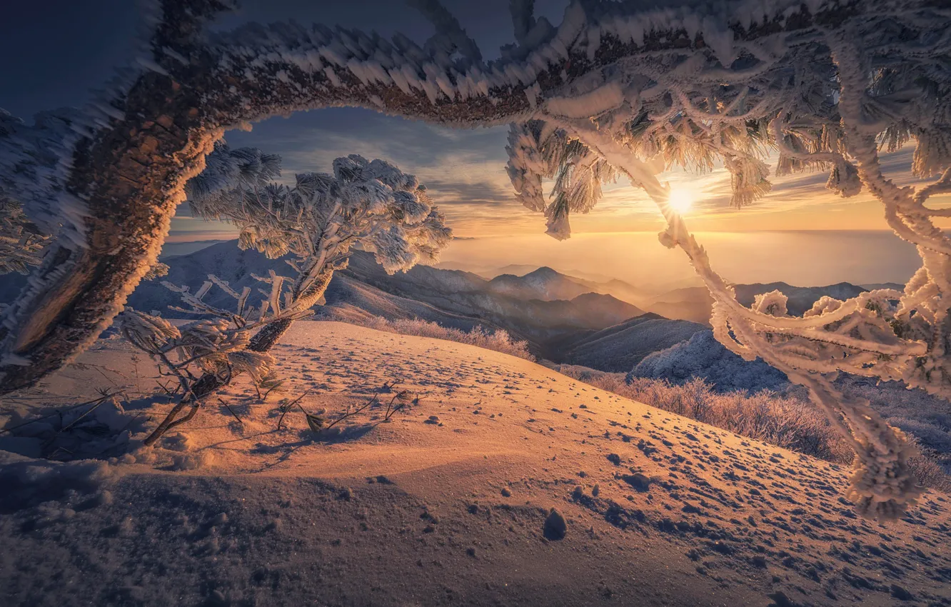 Фото обои зима, солнце, снег, пейзаж, горы, природа, дерево, сосна, Южная Корея