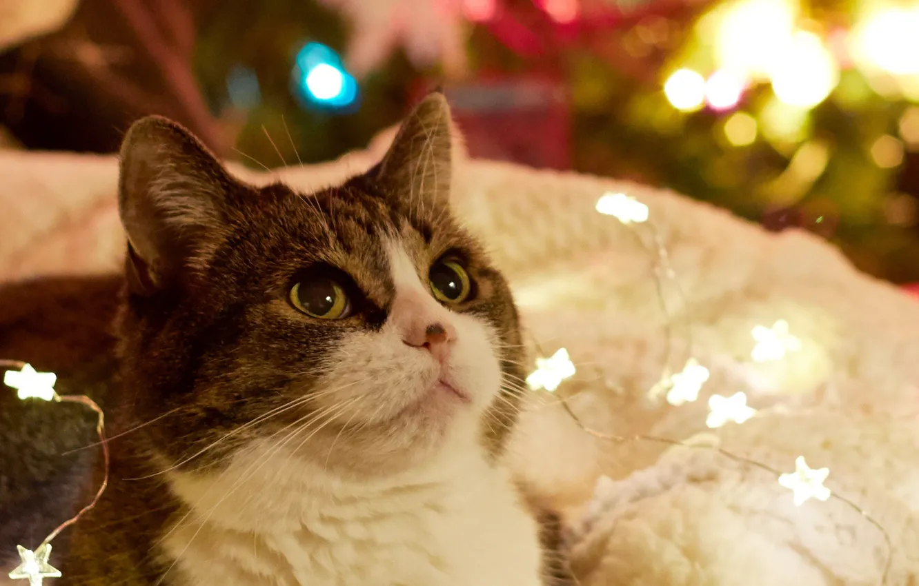 Фото обои кошка, взгляд, праздник, Новый год, гирлянды