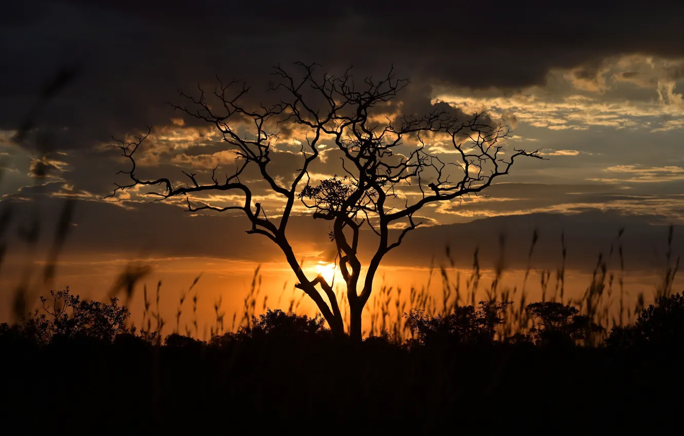 Фото обои закат, дерево, вечер, Tanzania