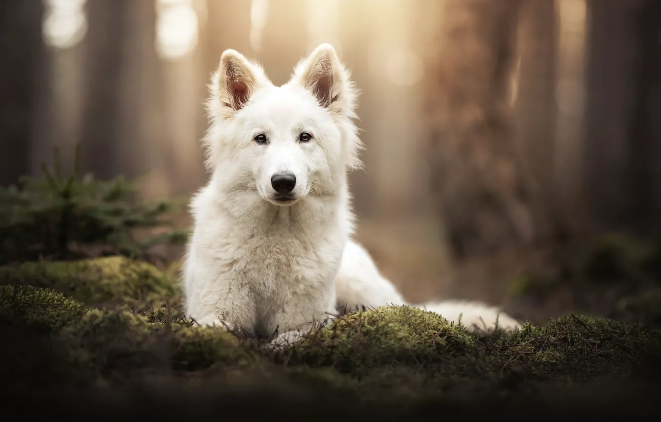 Фото обои взгляд, морда, мох, собака, боке, Белая швейцарская овчарка