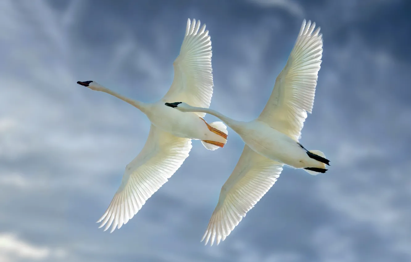 Фото обои небо, птицы, крылья, полёт, парочка, лебеди