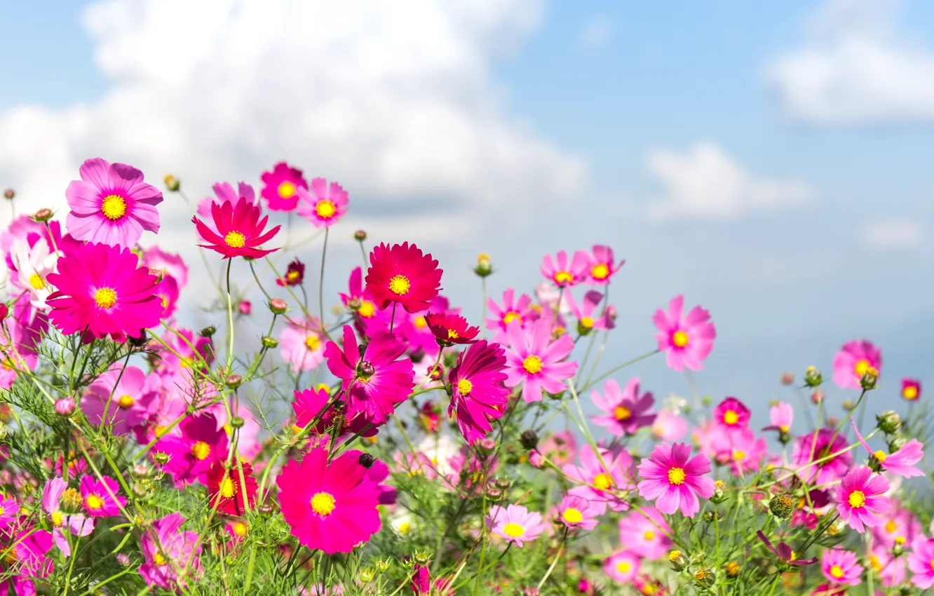 Фото обои поле, лето, цветы, colorful, луг, summer, field, pink, flowers, cosmos, meadow