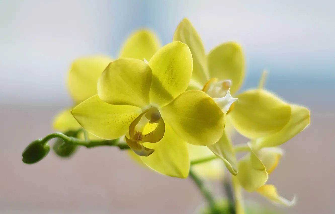 Фото обои цветы, орхидея, макро flowers природа