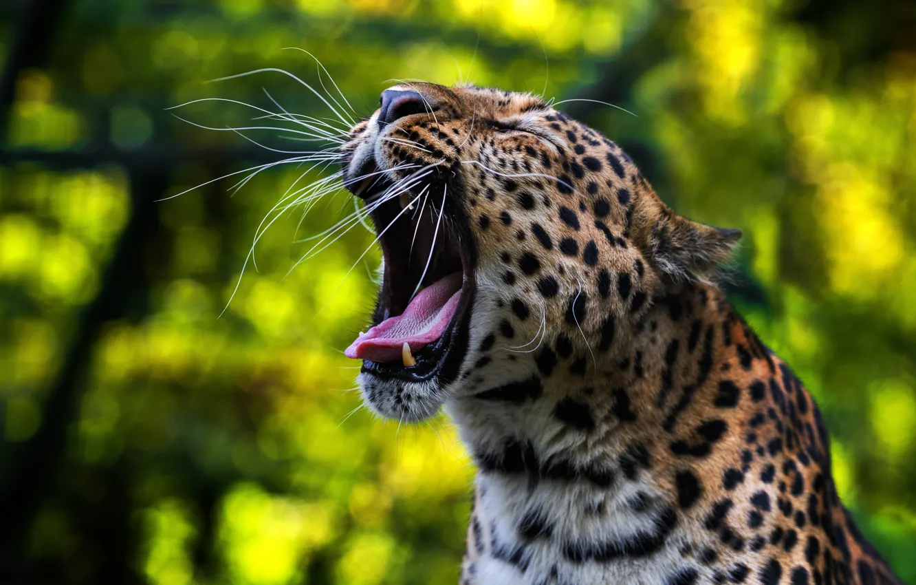 Фото обои язык, морда, хищник, пасть, леопард, дикая кошка, зевает, боке, Олег Богданов