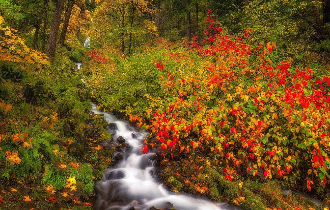 Фото обои осень, лес, ручей, Орегон, кусты, Oregon, Columbia River Gorge, Ущелье реки Колумбия